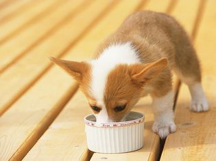 a Welsh Corgi, Eating From a Porcelain Cup,