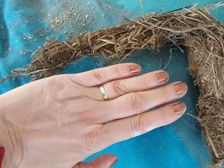 Chewed hay from a horse with a hand for scale