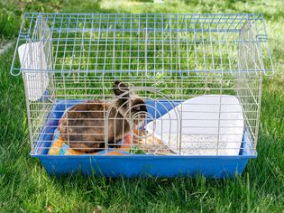 Brown rabbit in cage with water bottle and white litter box on grass lawn