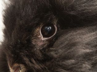 Black rabbit's eye closeup