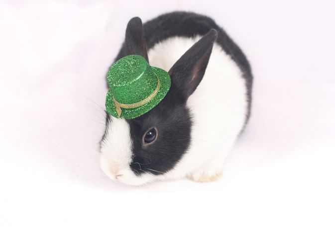 rabbit in green hat 