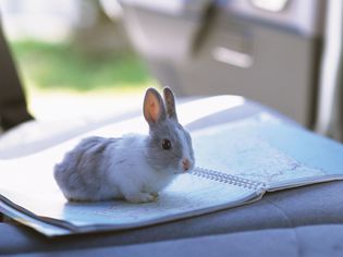 Rabbit in car