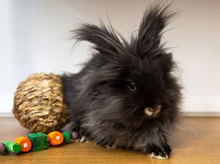 Black pet rabbit with long and fluffy hair next to toy