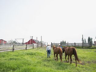 Ranchers leading horses in pasture