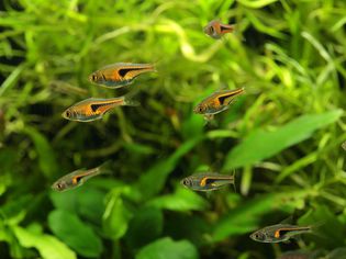 How to Breed Egg-Scatterer Tropical Fish