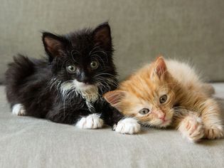 Black and white kitten laying next to tan-colored kitten on gray couch