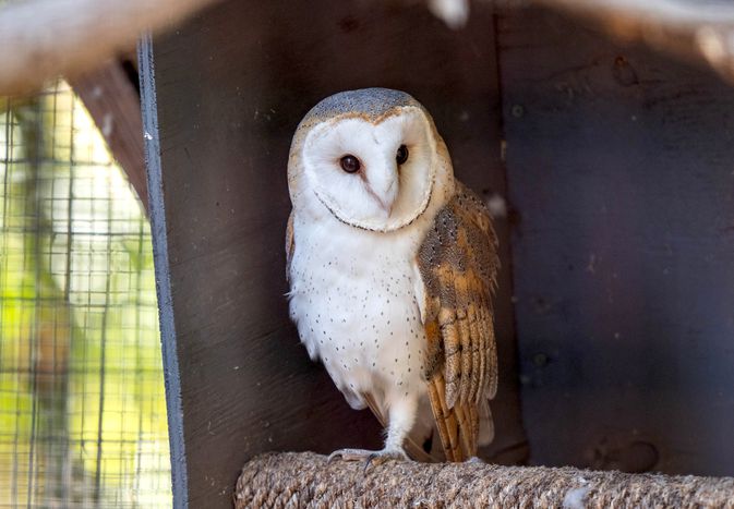 White and brown owl sitting on perch inside cage 