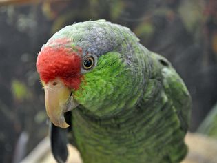 Red-crowned Amazon parrot staring at the camera.