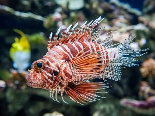 Red Lionfish (Pterois volitans)