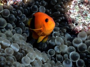 Red Saddleback Clownfish closeup with sea anemone - Thailand