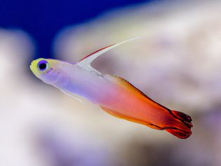 Gobies fish with orange tail and yellow head