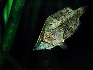 Leaffish