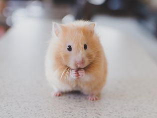 hamster as a pet