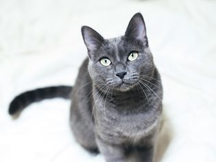 Russian blue cat looking up 