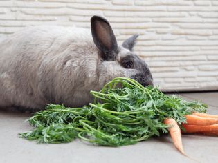Gray rabbit eating carrots with green tops 
