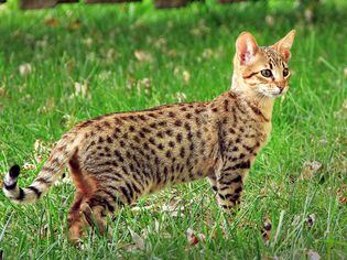 Standing side profile of a Savannah Cat outdoors