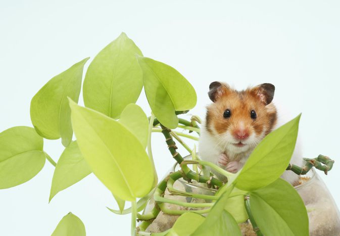 Syrian hamster (Mesocricetus auratus) in pot with a plant