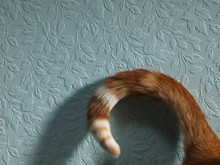 Cat's tail curled