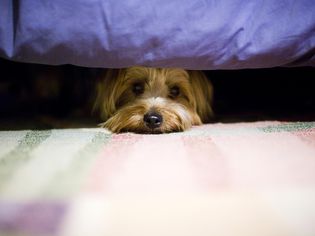 Scared Dog Under Bed