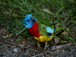 A Scarlet-chested Parrot eating grass seeds in Melbourne, Victoria, AU. Melbourne is outside the normal range of this bird, so its suspected that this is an escaped aviary bird.