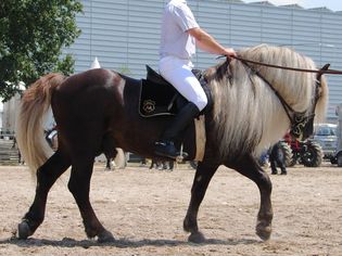 A Black Forest Horse being ridden