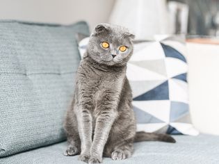 Gray Scottish fold cat with orange eyes sitting on light blue couch