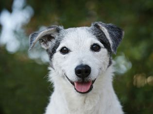 Senior Jack Russell Terrier looking at the camera