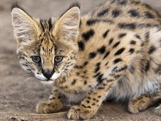 Close-up of a Serval