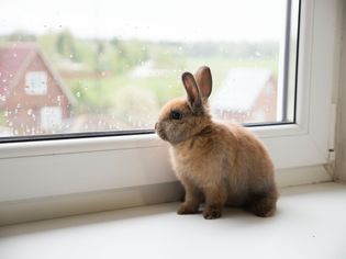 Pet rabbit gazing out the window