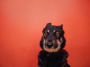 Shepherd mix with ears back sitting against a red background