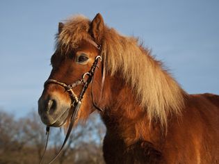 Shetland pony, chestnut gelding, bitless bridle