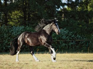 Shire Horse Bay stallion galloping in green pasture