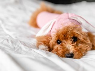 Light brown fluffy dog wearing pink dog clothes on white bed