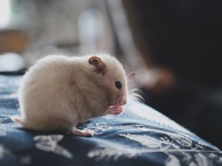 hamster sitting on a cloth nibbling food