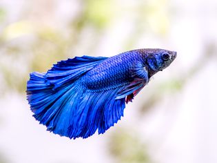 Betta fish with vibrant blue-purple and black scales swimming