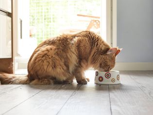 Cat Eating Food On Floor
