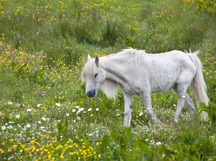 Skinny white pony