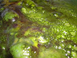 Slime Algae