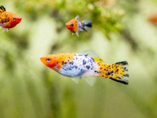 Orange and white black-spotted fish swimming in aquarium