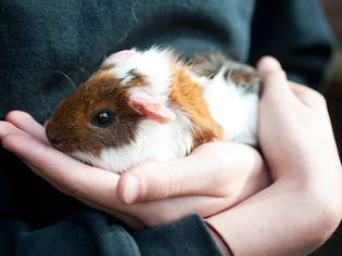 Small colorful Guinea pig in a child's hands.
