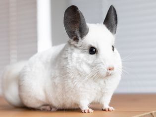 White chinchilla with gray rabbit-like ears standing on wood surface