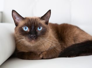 Brown Burmese cat with light blue eyes laying on white seat