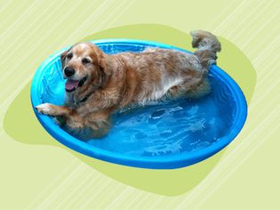 Best Dog Swimming Pools