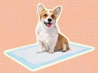 The 10 Best Puppy Pads of 2022