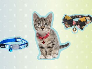 The 7 Best Cat Collars of 2022