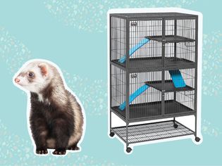 The 6 Best Ferret Cages of 2022