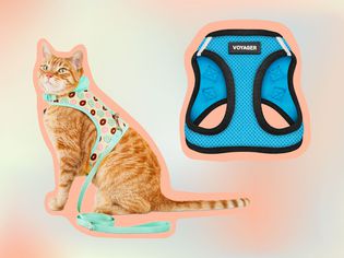 The 8 Best Cat Harnesses