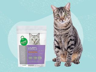 Best Calming Aids for Cats