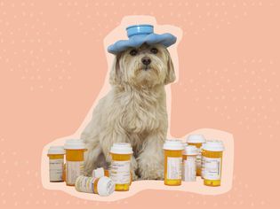 Best Places to Buy Pet Medication Online