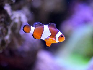 8 Cutest Aquarium Critters in the Sea
